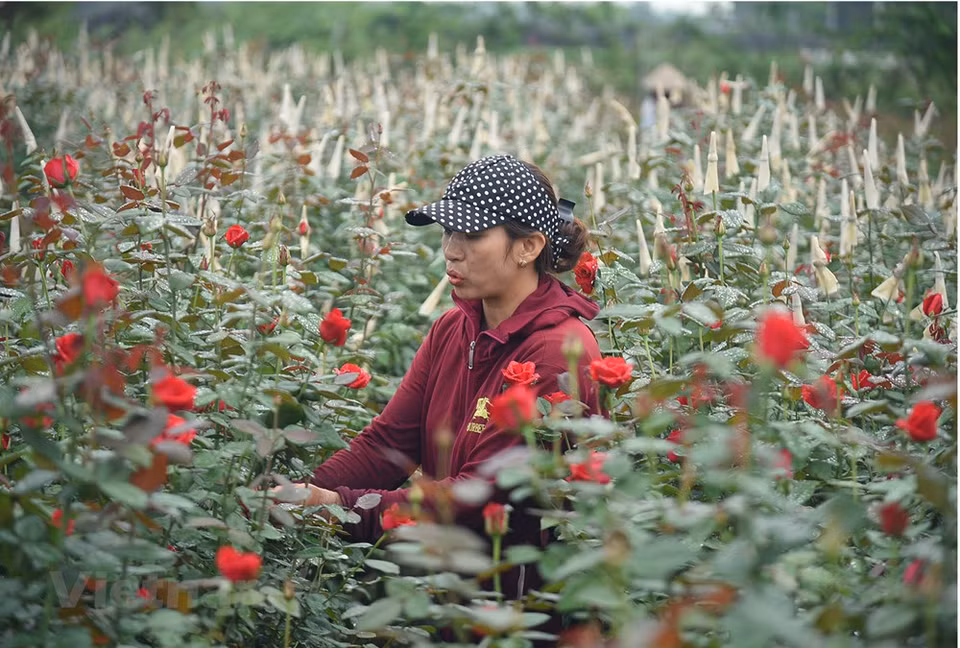Según Le Thi Thuy, una residente del distrito de Me Linh en las afueras de Hanoi, hasta la fecha, todos los jardineros lugareños se enfocan en nutrir las plantas y regarlas para que sigan creciendo normalmente y tengan energías luego del cierre del Festival de Flores. El evento del distrito de Me Linh, plagado de matices culturales, se organiza en una superficie de cuatro mil 300 metros cuadrados. Con el objetivo de garantizar la seguridad, el orden y el transporte vial para las personas y los visitantes que asisten al Festival de las Flores, la policía del distrito de Me Linh ha desarrollado e implementado activamente planes específicos y detallados, a fin de brindar aportes al éxito general de la organización de la fiesta. (Fuente:Vietnamplus)