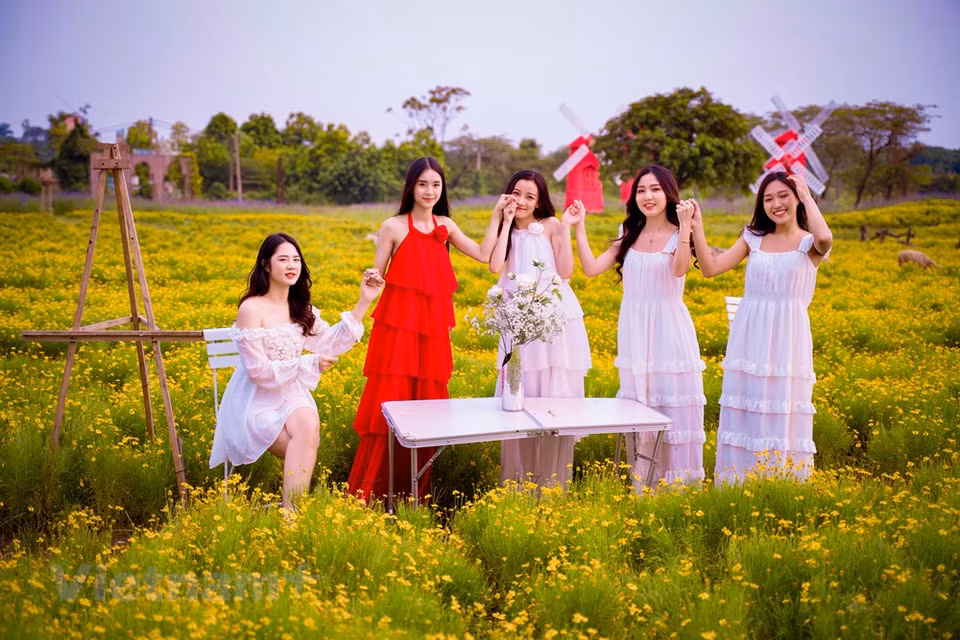 Bui Thu Phuong, estudiante de la Universidad de Phuong Dong, en la ciudad de Hanoi, confesó que ha ido con los amigos y miembros de su familia varias veces a este campo de flores de crisantemo meteorito para tomar fotografías. La primera vez que llegó hasta aquí estaba muy sorprendida por los paisajes tan hermosos del lugar. Todo el espacio del jardín parece teñido de amarrillo brillante, en combinación con el color verde de las hojas, lo cual ayuda a crear un ambiente único pues no se logra encontrar otro idéntico en Hanoi. Cada vez que vengo a este lugar, tomo fotos y me siento extremadamente satisfecha. (Fuente:Vietnamplus)