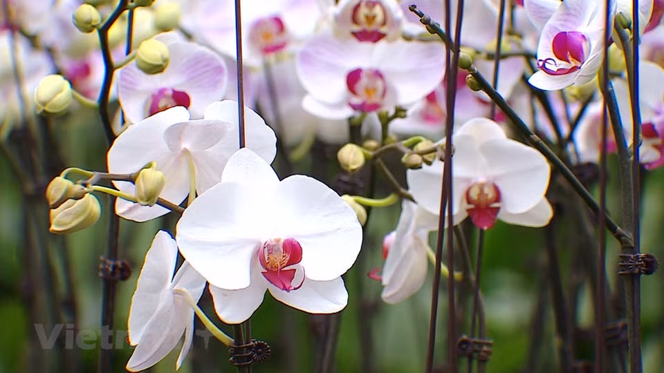 Ante la proximidad del primer festival floral, los jardineros de Me Linh, la "capital de las flores", se encuentran en la etapa final de cuidados para llevar sus productos al evento, previsto para celebrarse del 9 al 11 de diciembre próximo en la localidad, con el objetivo de divulgar y promover la marca floral de Hanoi en las provincias y ciudades a lo largo del país. Además, la cita se llevará a cabo en una ocasión muy especial porque el distrito recibirá la decisión “Me Linh cumple los estándares de la nueva ruralidad” y la Orden de Trabajo de Tercera Clase, mientras el Templo Hai Ba Trung disfrutará el reconocimiento como una de las reliquias especiales nacionales. (Fuente:Vietnamplus)