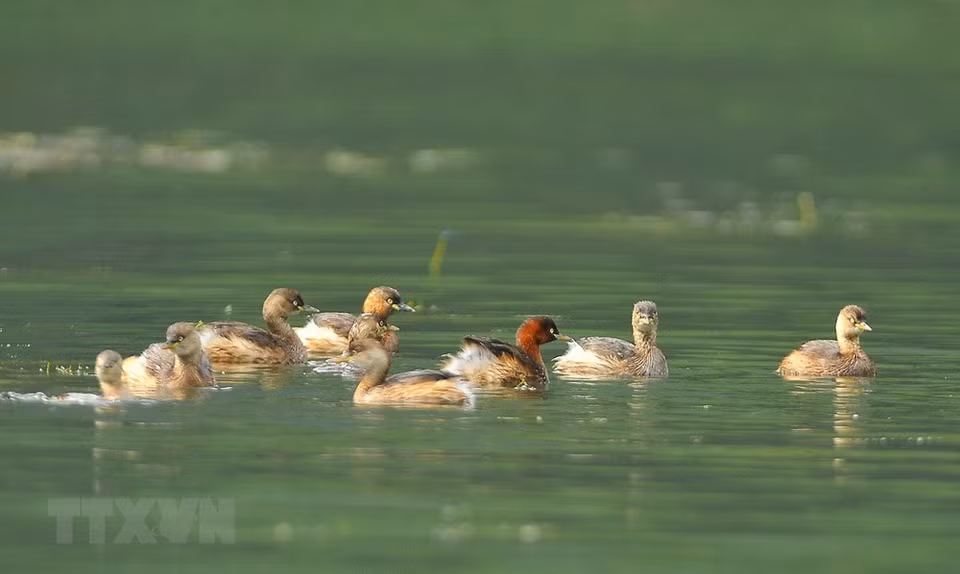 Aves en la laguna Van Long (Foto: VNA)