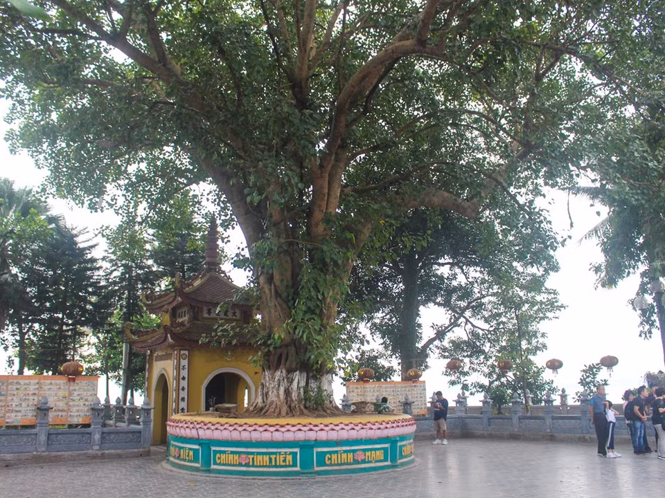 En medio de los terrenos del templo, se plantaron un árbol Bodhi extraído del Gran Árbol Bodhi, donde Buda Shakyamuni practicó hace más de 25 siglos. Se trata de un regalo del presidente de la India a Vietnam durante su visita en 1959. (Foto: Vietnam +)