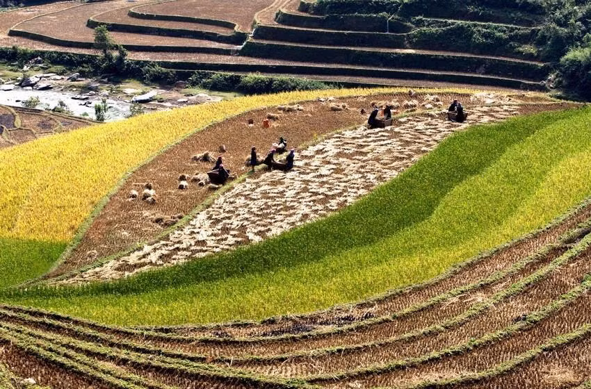 Los campos que se extienden hasta el horizonte aparecen en medio de paisajes naturales idílicos, junto con el fragante aroma de arroz en los nuevos valles que hacen de este lugar un destino ideal para vacacionistas. (Fuente: VNA)