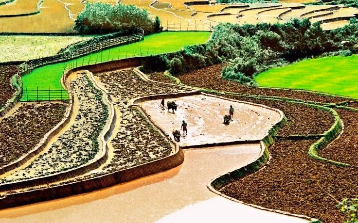Los campos que se extienden hasta el horizonte aparecen en medio de paisajes naturales idílicos, junto con el fragante aroma de arroz en los nuevos valles que hacen de este lugar un destino ideal para vacacionistas. (Fuente: VNA)