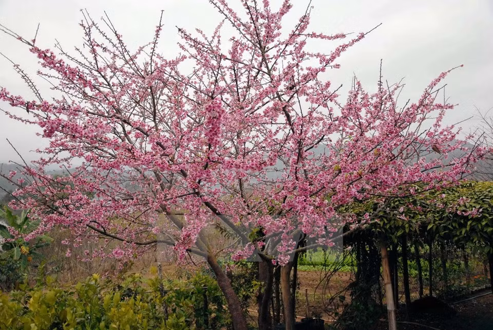 Un cerezo Higan Sakura (Fuente: VNA)