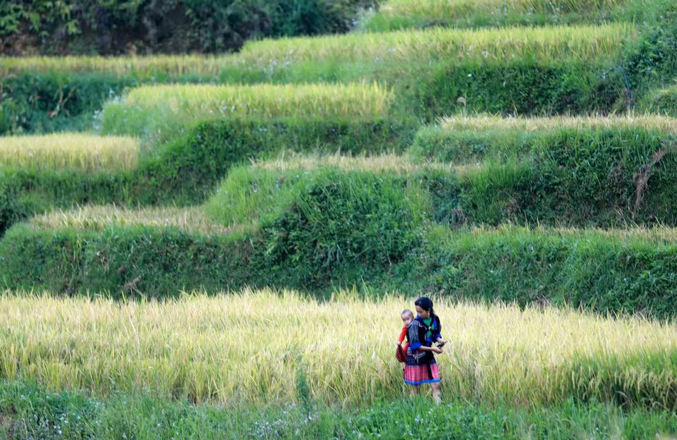 Los campos de terrazas de Mu Cang Chai se relacionan estrechamente con la vida y las tradiciones de la minoría étnica Mong. (Foto: VNA)