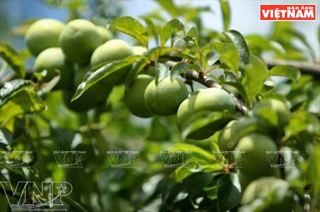 La ciruela de Moc Chau es afamada por su calidad, gracias a las condiciones de clima aquí. 