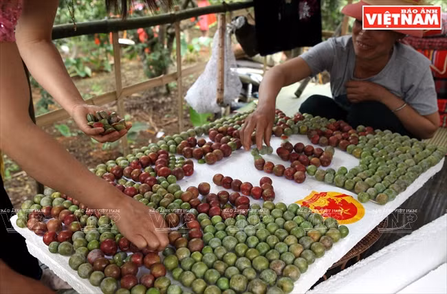 El equipo del caserío Pa Khen crea una obra decorativa con ciruelas para el concurso.