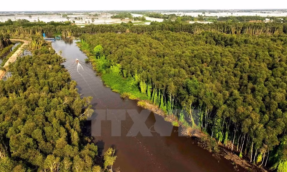 Una vista panorámica del bosque cajeput en Tan Lap (Fuente: VNA)