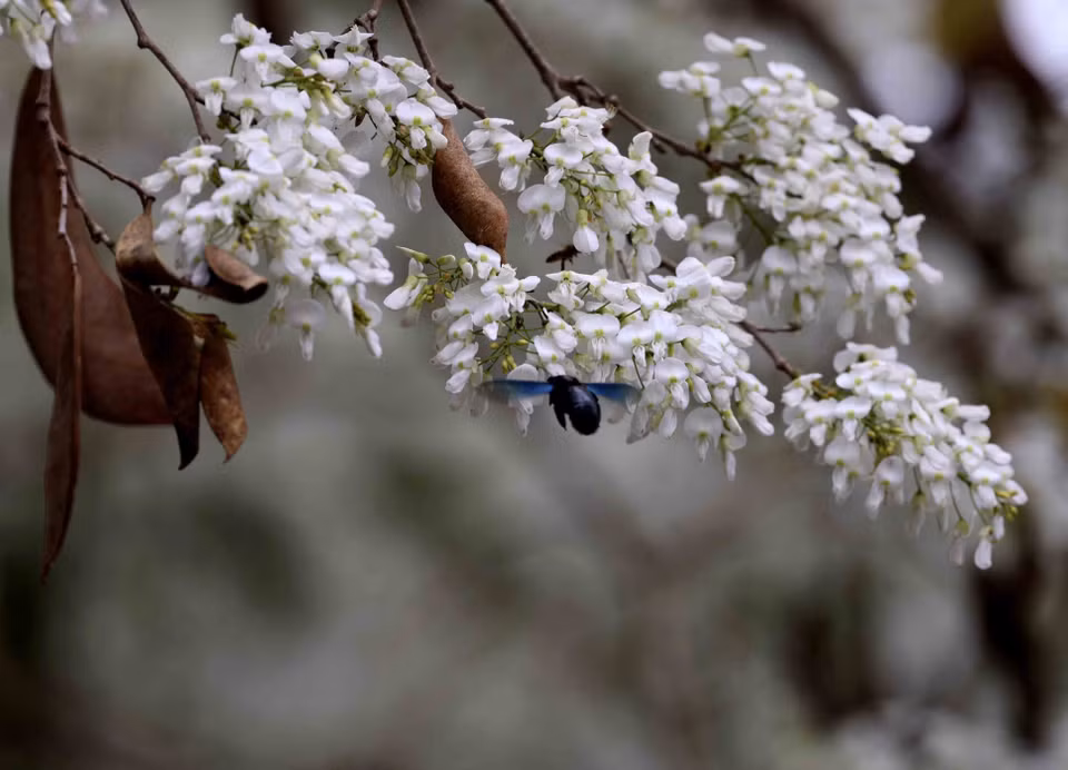 Sua es una planta leñosa con pequeñas flores blancas que florecen en racimos y son muy fragantes. (Fuente:VNA)