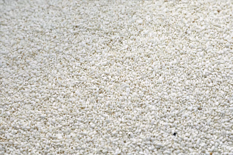 El arroz glutinoso seleccionado es delicioso, con granos redondos y regordetes. (Fuente: VNA)