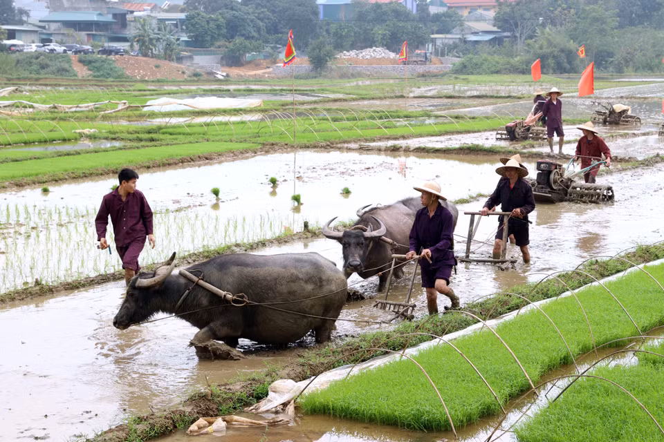 Los pobladores realizan un ritual en el campo de arroz (Foto: VNA)