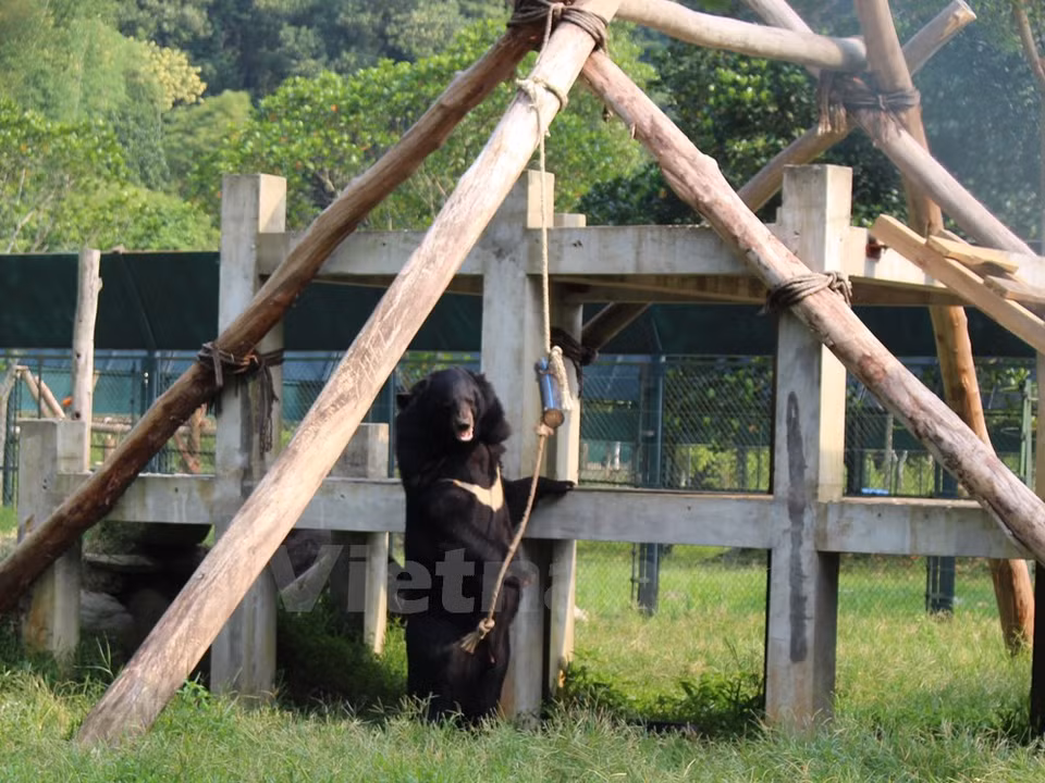 Los animales buscan comidas escondidas en troncos de madera. (Fuente: VNA)