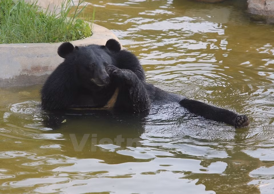 Un oso disfruta del agua. (Fuente: VNA)