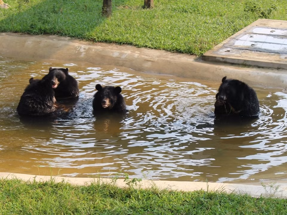 Osos se bañan en una piscina. (Fuente: VNA)