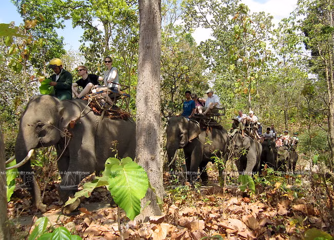 Elefantes acompañan a los turistas en el viaje por el bosque…