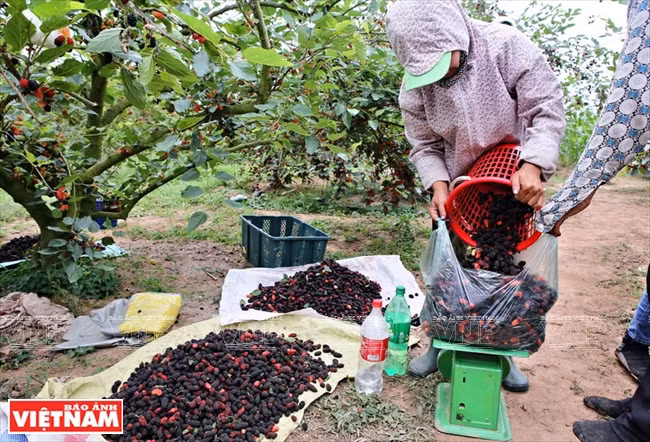  Una comerciante compra moras en el huerto. (Fuente: VNA)