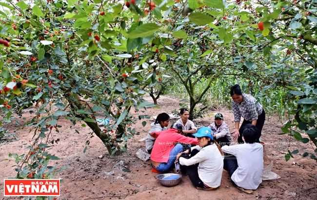  Los trabajadores almuezan en el mismo huerto. (Fuente: VNA)