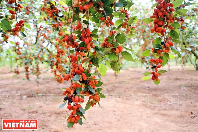 Racimos de moras madura. (Fuente: VNA)