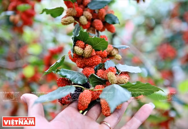 Moras jugosas en la temporada de cosecha temprana. (Fuente: VNA)