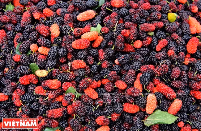 Antes del embalaje, se deben mantener las frutas en un lugar fresco. (Fuente: VNA)