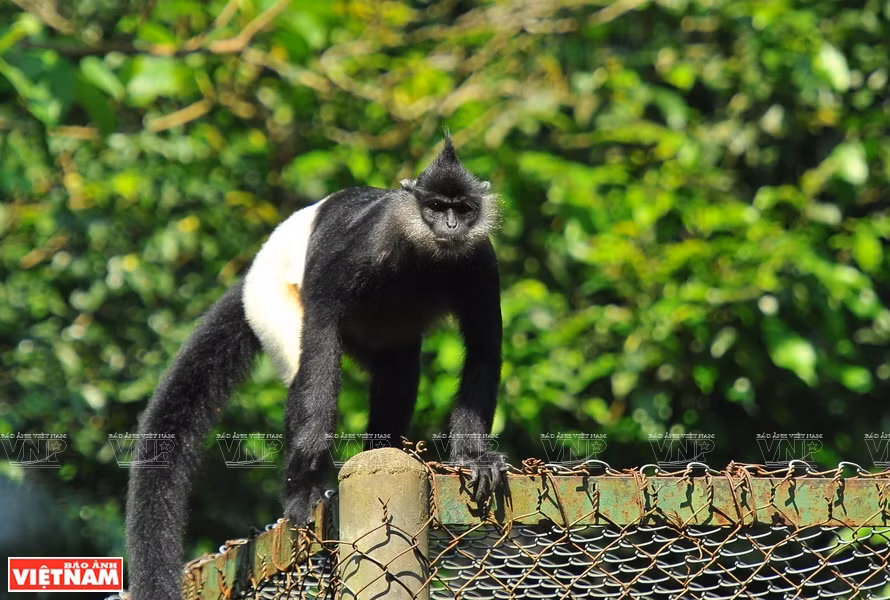 Según los resultados de la investigación de la Asociación de Bienestar Animal de Frankfurt (Alemania) en Vietnam, el langur de Delacour solo se encuentra en el país indochino con más de 200 ejemplares, distribuidos en 18 puntos en el Parque Nacional de Cuc Phuong. (Fuente: VNA)