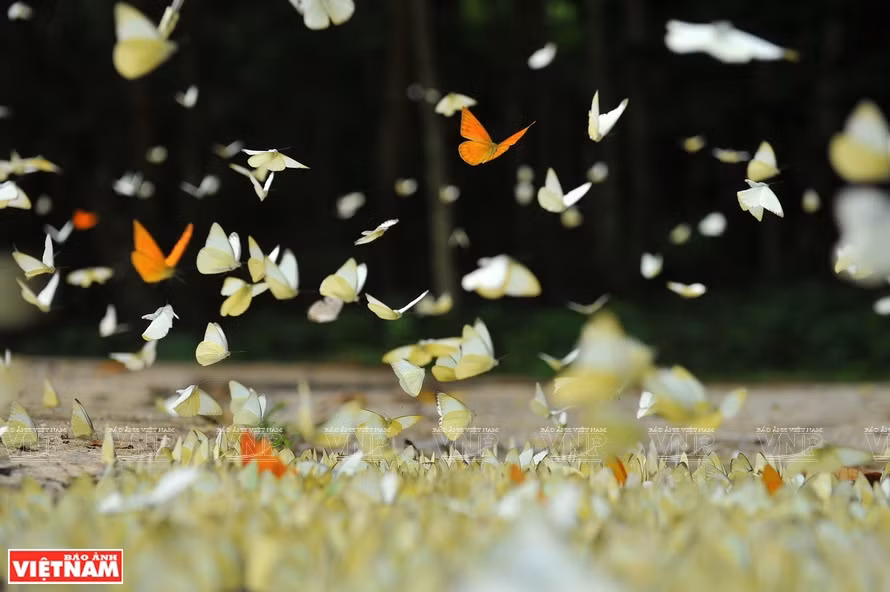 Al visitar el Parque Nacional de Cuc Phuong entre abril y mayo de cada año, te sumergirás en un escenario de cuento de hadas cuando las mariposas migren aquí. (Fuente: VNA)