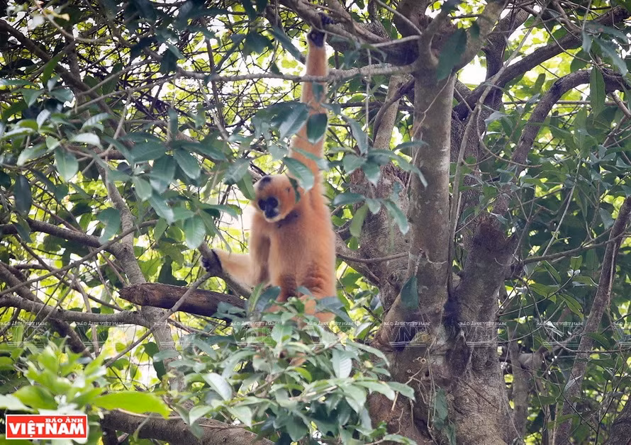 Primates en el entorno natural del Parque Nacional de Cuc Phuong. (Fuente: VNA)