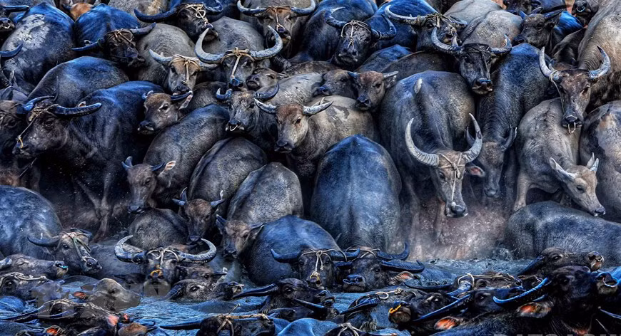 Manada de búfalos se baña en las aguas un del lago Suoi Da (Foto: VNA)