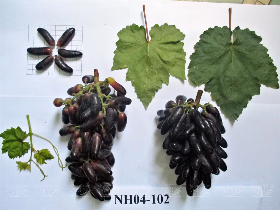  La exitosa investigación y producción de la uva negra sin semilla NH04-102 tiene importancia científica, contribuye a diversificar las variedades de uvas frescas de alta calidad y a aumentar la competitividad con los productos de uva importados actuales en el mercado. (Fuente: VNP) 