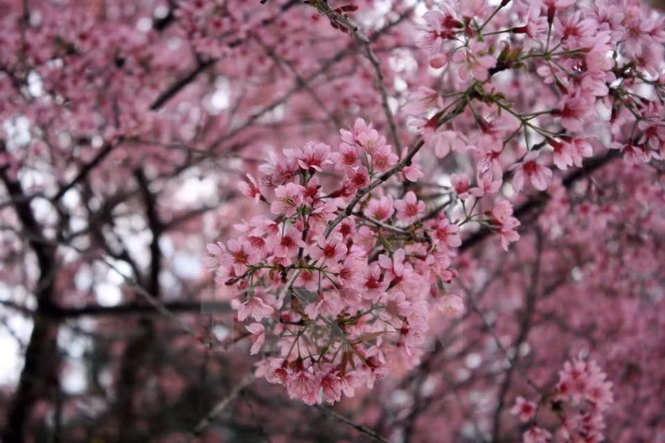 Flores de cerezo en Da Lat (Fuente: VNA)