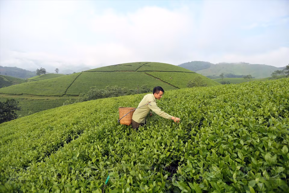 Se recolecta el té a mano en la Cooperativa de producción de té segura en la comuna de Long Coc, en la provincia de Phu Tho (Fuente: Revista Ilustrada de Vietnam)