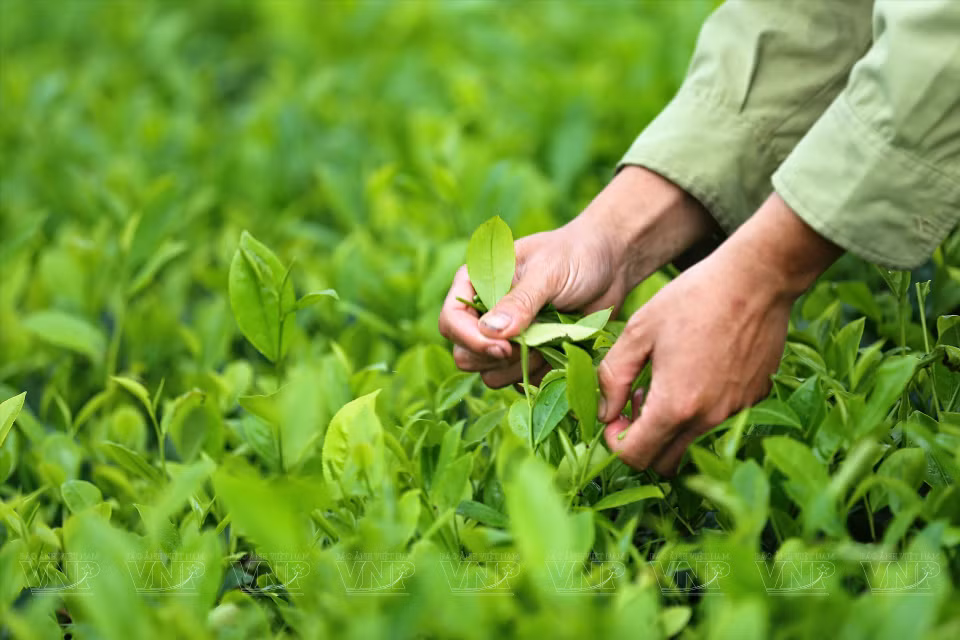 La agencia estatal de gestión evaluó la calidad y otorgó la licencia de seguridad e higiene alimentaria para productos del té de la Cooperativa de producción de té seguro en la comuna de Long Coc (Fuente: Revista Ilustrada de Vietnam)