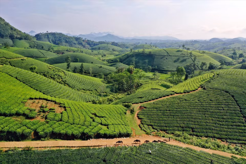 Más de 400 hectáreas de té son gestionadas por lugareños y ofrecen una producción superior a tres mil toneladas de cogollos de té frescos cada año (Fuente: Revista Ilustrada de Vietnam)
