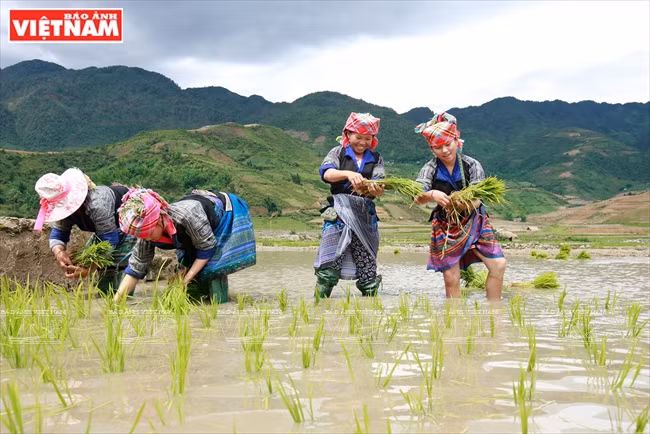 Animado ambiente de trabajo (Fuente: Revista Vietnam)