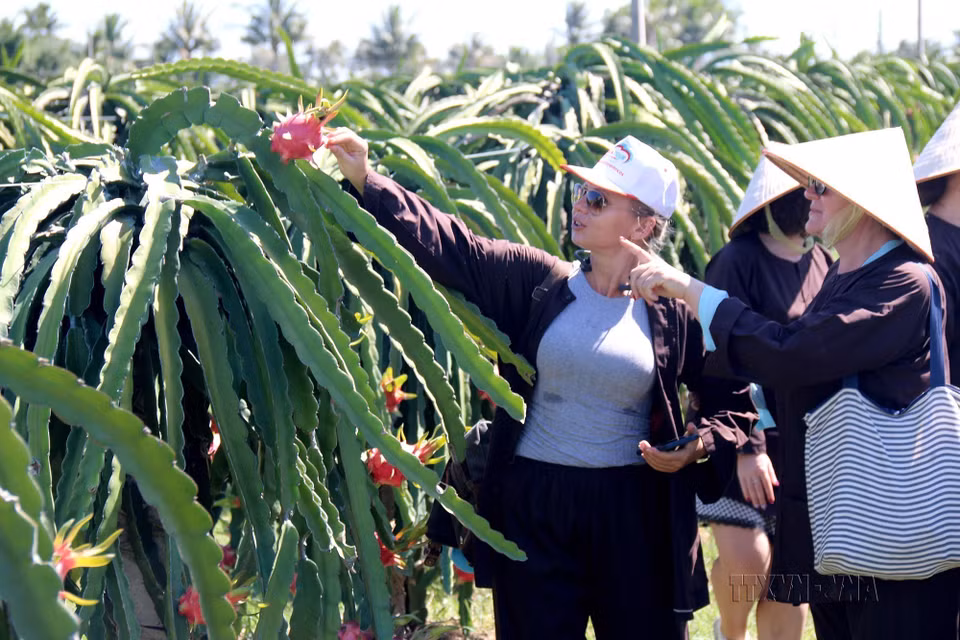 El primer modelo de turismo comunitario asociado con la producción de pitahaya de Binh Thuan atrae a múltiples visitantes nacionales y extranjeros. Foto: VNA