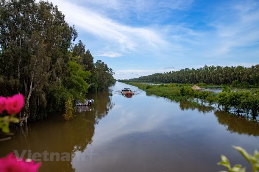 El bosque de Tra Su se formó en 1983, tiene 845 hectáreas y está ubicado en tres comunas: Vinh Trung, Van Giao y O Long Vy de la provincia de An Giang. (Foto: Vietnam+)