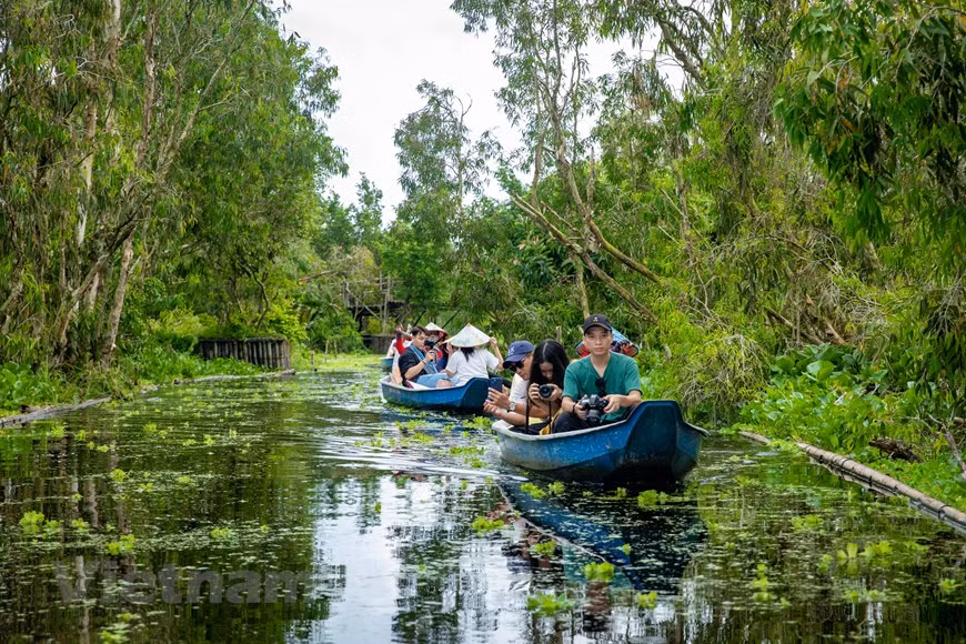 Al llegar al área central, los visitantes cambian de lancha motora a bote para adentrarse en cada rincón del bosque. (Foto: Vietnam+)