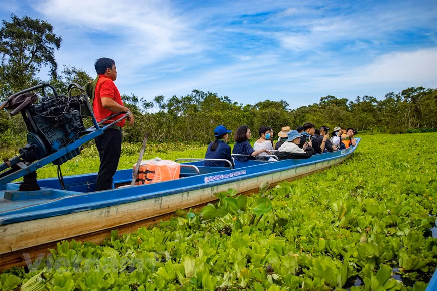  Los visitantes se sentirán abrumados por el vasto bosque de cajeput y tendrán la oportunidad de explorar el típico ecosistema de bosque inundado al oeste del río Hau con muchas especies diversas y raras de flora y fauna. (Foto: Vietnam+)