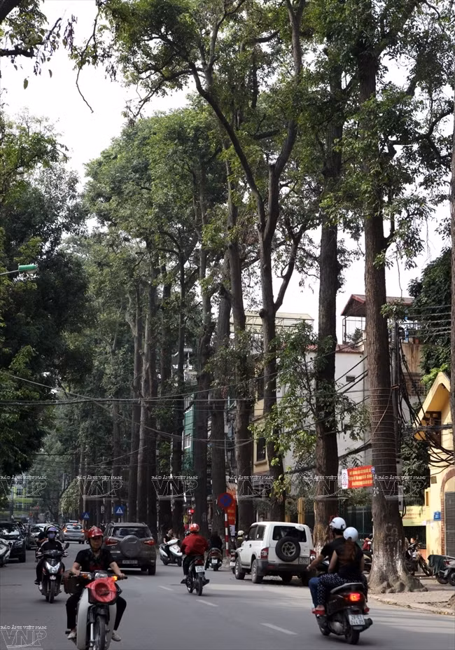 Árboles Ta - khian muy altos en la calle Lo Duc (Fuente: VNA)