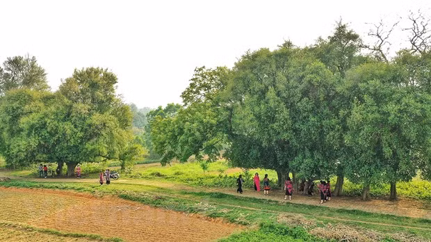 En la actualidad, los vietnamitas no pueden viajar al extranjero debido a la pandemia del COVID-19, por lo que buscan destinos nuevos y cercanos a la naturaleza y con valor histórico como el sitio poblado de 18 árboles Duoi (Fuente: VNA)