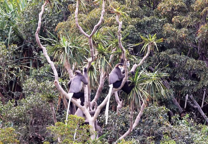 El mono vestido de patas negras, una especie rara de primate que vive en la Reserva de la Biosfera de Nui Chua, debe ser protegido. (Foto: VNA)