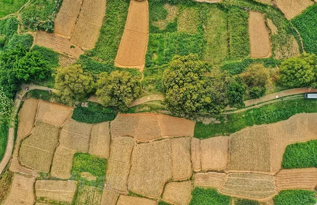 Este árbol se encuentra en las tierras secas en Asia, incluyendo Filipinas, China y la India. (Fuente: VNA)