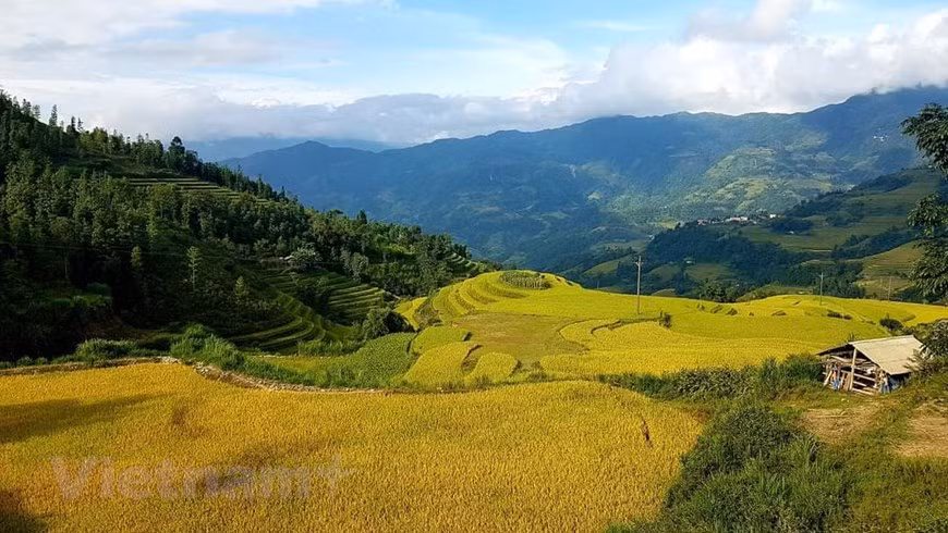 Aunque no son tan famosos como los en Y Ty y Mu Cang Chai, los campos en terrazas de Hoang Su Phi resultan espléndidos y poéticos. (Foto de VNA)