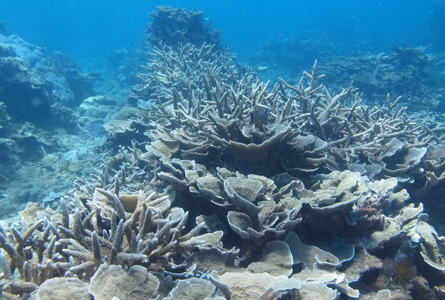 Coral en el mar de la Reserva de la Biosfera de Nui Chua. (Foto: VNA)
