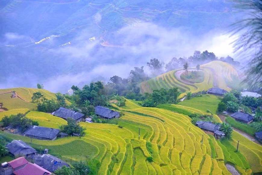 Además de los destinos turísticos conocidos como Y Ty, Sa Pa o Mu Cang Chai, Hoang Su Phi también es un lugar que vale la pena explorar. (Foto de VNA)