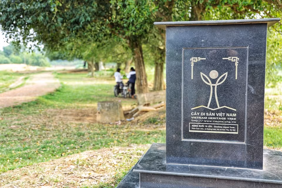 El hecho de reconocer al sitio poblado de 18 árboles Duoi en la aldea antigua Duong Lam, en el municipio de Son Tay en Hanoi, como árbol patrimonial tiene el objetivo de conservar los recursos fitogenéticos raros. En la actualidad, Vietnam cerca de 70 árboles, incluidos Da, Thi, Lim, Nghien, Gao, Thong, Duoi y Muom son reconocidos como árboles patrimoniales. La aldea antigua Duong Lam cuenta con cerca de mil casas antiguas y muchas de ellas fueron construidas hace más de 300 años. Esas casas antiguas, muy frescas en verano, cálidas en invierno, están construidas principalmente con materiales tradicionales de Doai como laterita, bambú, pino, terracota, tejas y aserrín. (Fuente: Vietnam+)
