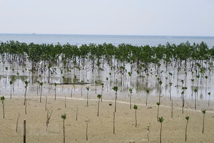 Plantación de manglares para restaurar el ecosistema en el área de conservación en la Reserva de la Biosfera de Nui Chua. (Foto: VNA)