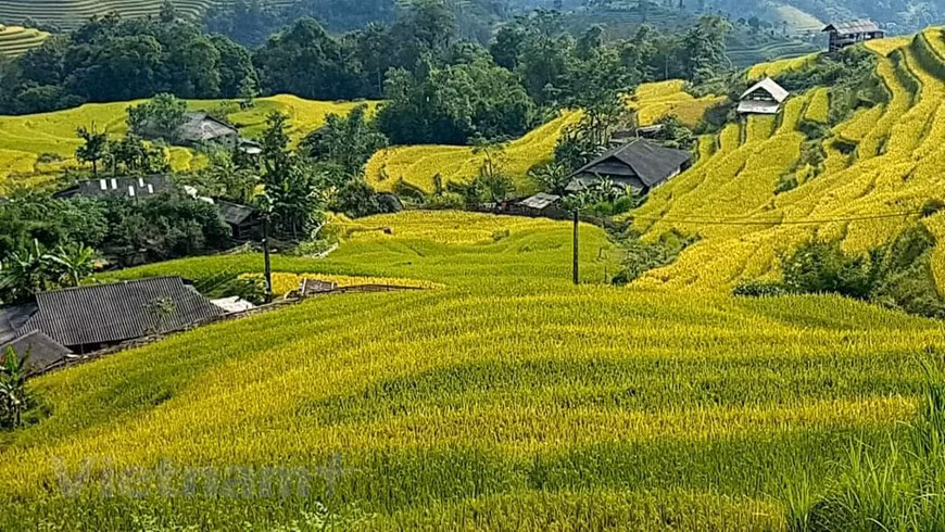 Al llegar a Hoang Su Phi, los visitantes tendrán nuevas y atractivas vistas sobre la temporada dorada en las terrazas de arroz. (Foto de VNA)