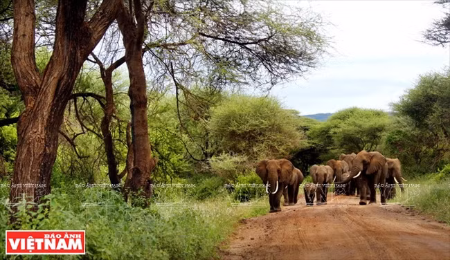 Parque Nacional de Tanzania
