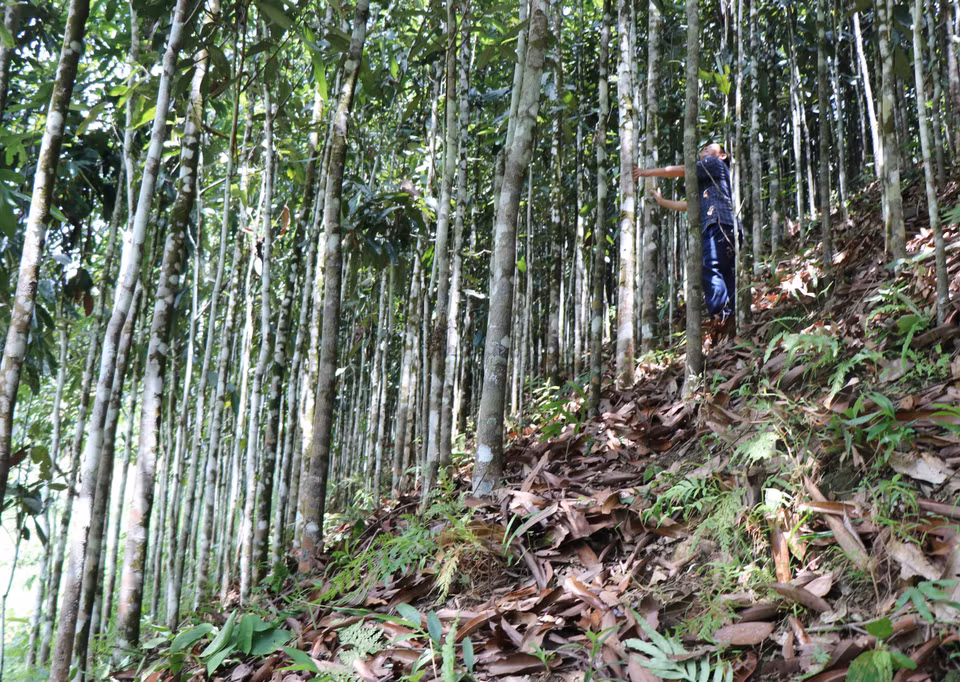 El distrito de Tra Bong cuenta actualmente con cinco mil 200 hectáreas de cultivo de canela, con un rendimiento anual de entre mil 600 y dos mil toneladas. (Foto: VNA)